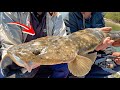 FLATHEAD FISHING WITH LURES | Anyone Can Do It.