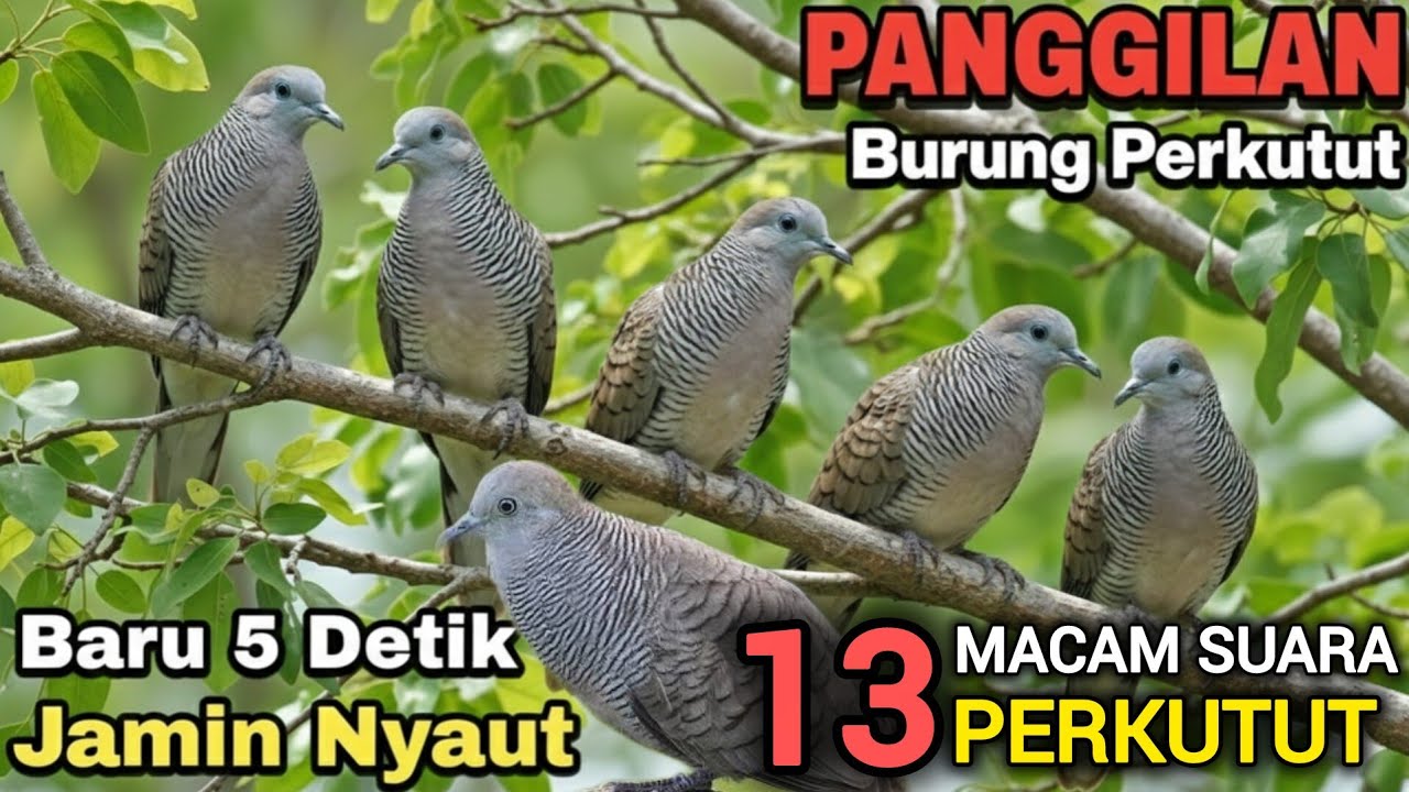 13 MACAM SUARA PERKUTUT LOKAL GACOR MEMANGGIL LAWAN PASTI LANGSUNG IKUTAN BUNYI ‼️ #perkutut 
