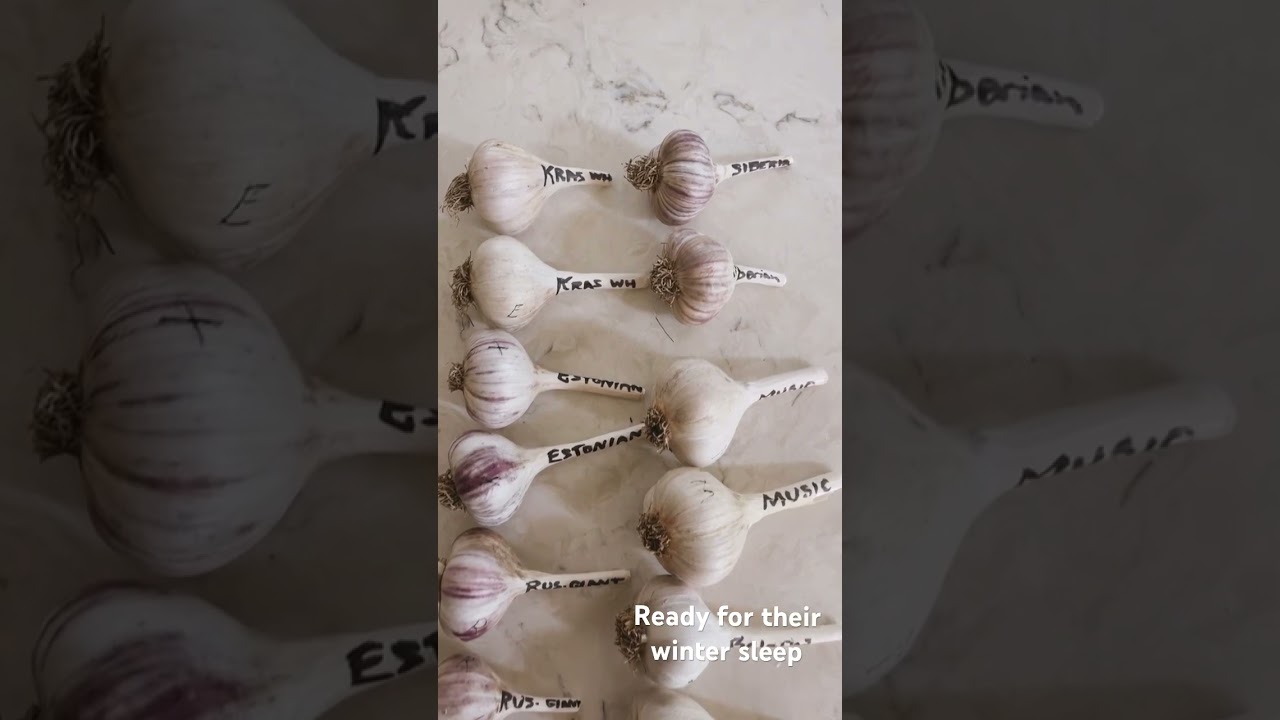 6 varieties of garlic - ready for their winter sleep - plant in October - June scapes - July harvest