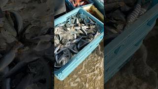 今日のうお一番は詰め放題やります‼️#市場 #うお一番 #海鮮好き