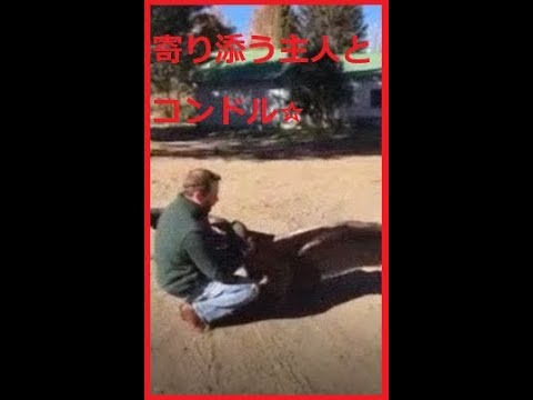 【衝撃　感動】保護したコンドルが懐いた！衝撃の感動動画は２倍速再生で【高速衝撃CH】