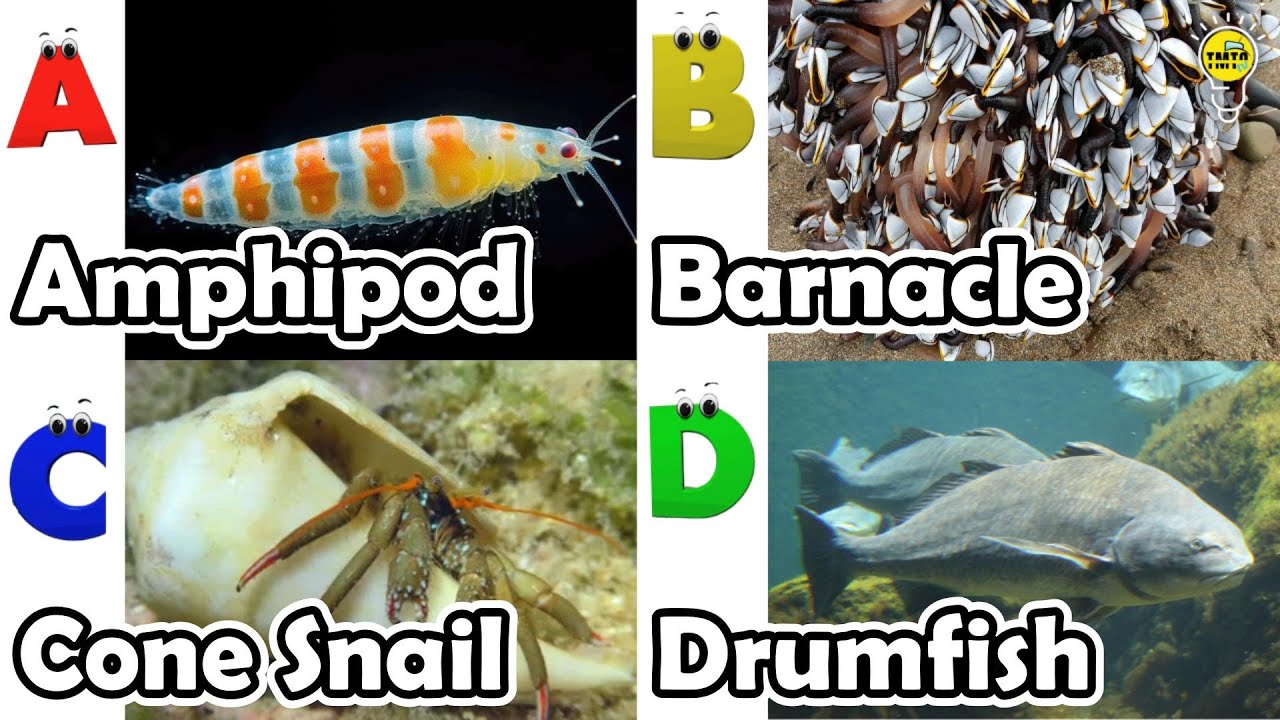 Удивительные морские животные | Песенка про морских животных ABC | Английский язык и животные для...