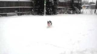 Chachi Plays Sesame Street