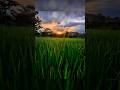 🌅 Cinematic Sunset Video Shot on Mobile Pro Mode | DSLR-Like Results #Shorts