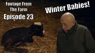 Footage From The Farm: Episode 23 - Late Night Lambing at Pol Farm! 🐑❤️#drpol #LambingSeason