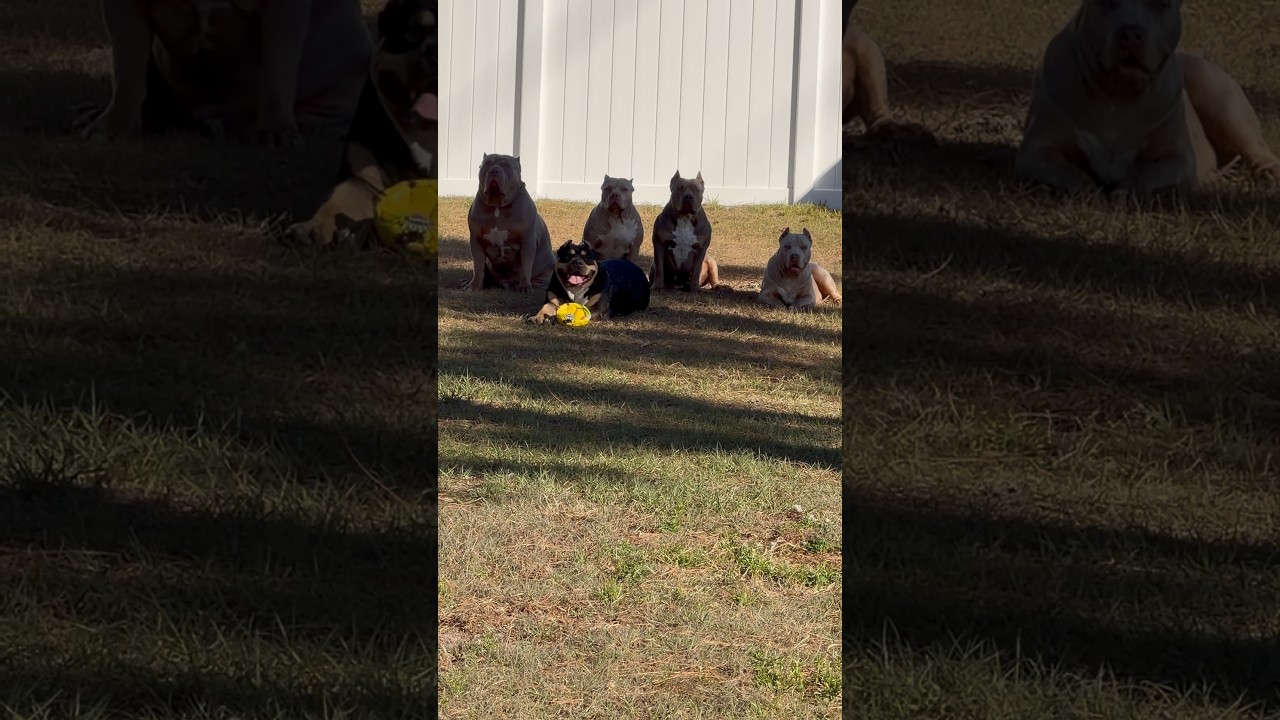 Хотите собаку, которая напугает всех ваших друзей? 🐶 