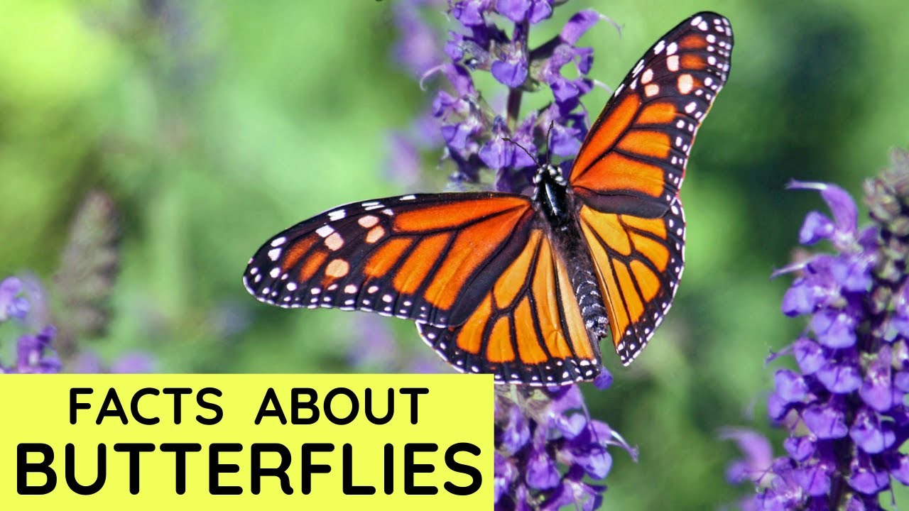 Butterfly Facts for Kids | Interesting Amazing Facts about Butterflies for Children