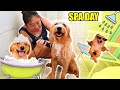 DIA DE BANHO E TOSA DOS MEUS CACHORROS | TIA DO JOINHA