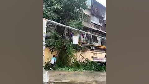 Dịch vụ Chặt Đốn Hạ Cắt Tỉa Cây Xanh tại Hà Nội by Phú Minh