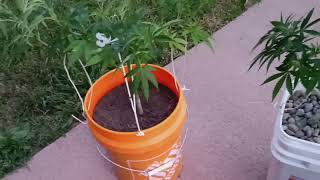 more LST