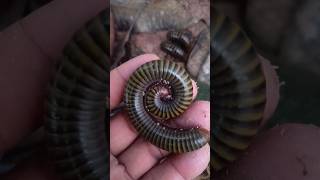 Wow amazing caught beautiful giant millipedes under coconut fruit #insects #millipede