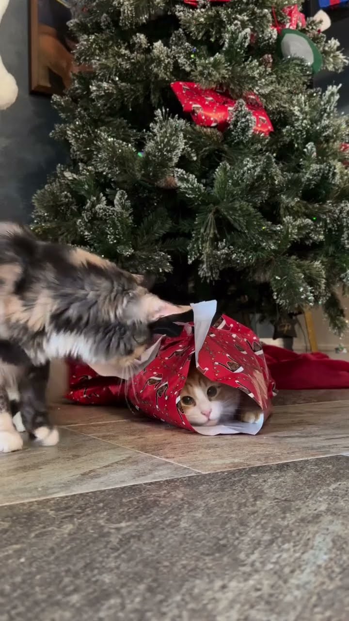 Très drôle le chat