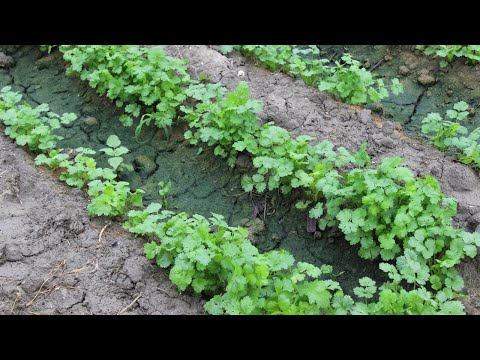 Video: Cilantro Bolting: por qué florece el cilantro y cómo prevenirlo