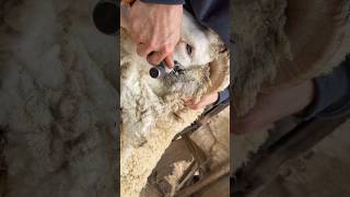 Shearing around tight horns on a ram 🐏