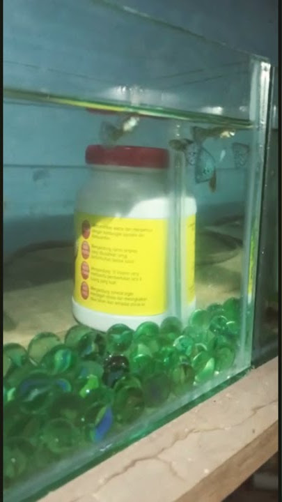 IKAN HIYAS GUPPY 😘🦈