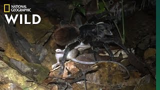 Giant Amazon Spider Preys On Opossum Nat Geo Wild