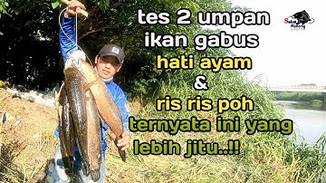 terbukti..! Umpan Mancing Ikan Gabus Paling Ampuh | sobat mancing