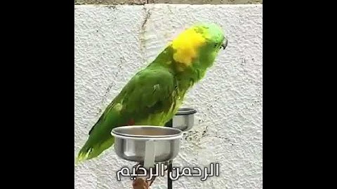 ببغاء يقرأ القرآن  يتلو سورة الفاتحة واية الكرسي