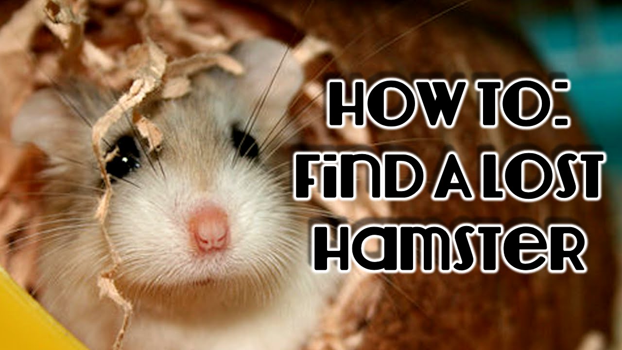 how to find a hamster that got out of its cage