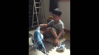 我家の恐竜君ｗｗｗロボザウルスのご紹介！一生懸命です！！