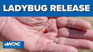 Preschoolers in Mooresville release over 3000 ladybugs