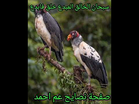 اعزائى شاهدو واستمعو لمعاومات عنه مفيده وفضلا من حضراتكم الاشتراك بقناتى لدعمها اعزكم الله ورضى عنكم