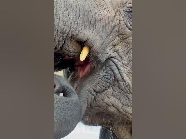 #Cute #shorts #funny #viral #anime #elephant #india #viralvideo #yearofyou #ช้าง