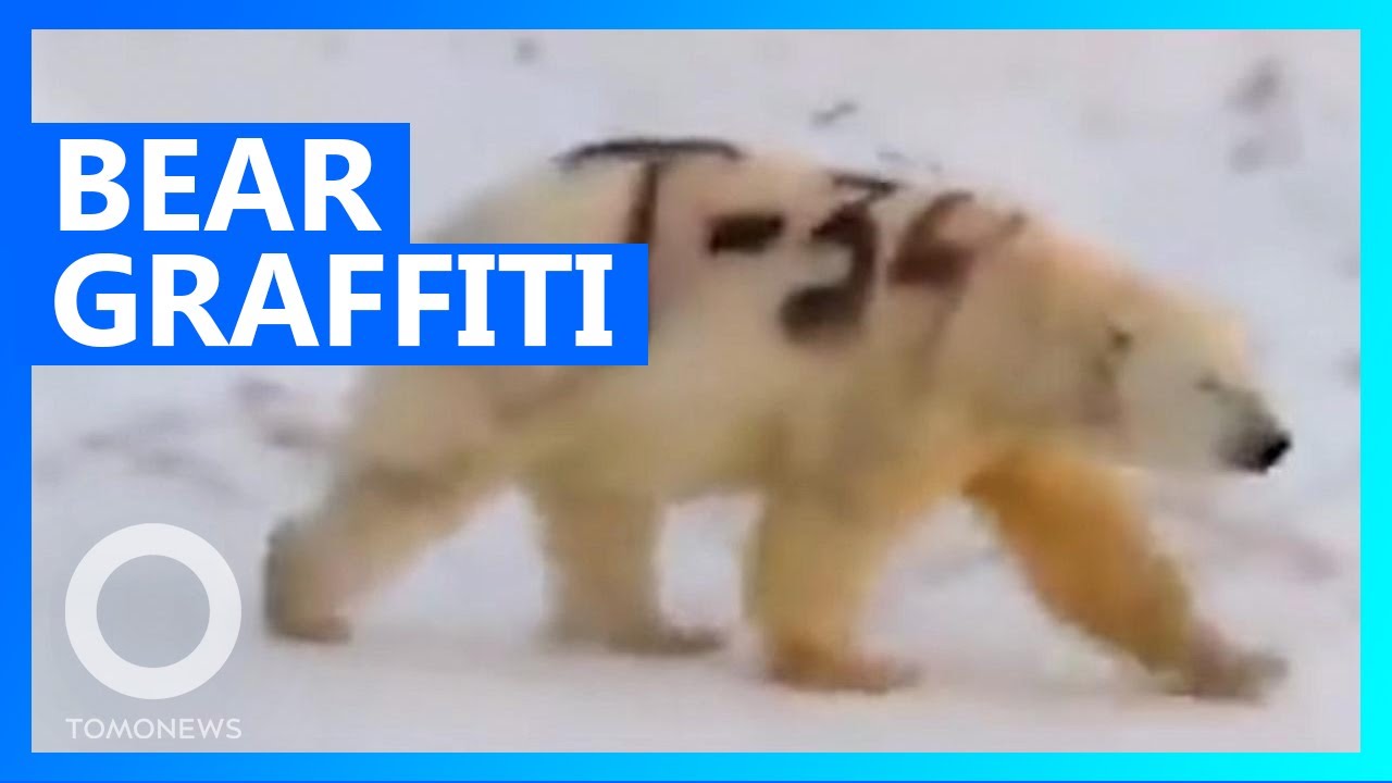 Polar bear spraypainted with graffiti sparks outrage TomoNews YouTube