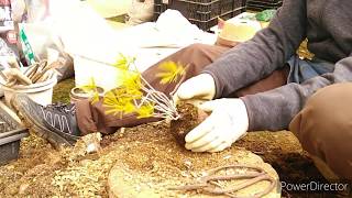 赤松ってなにが赤いの？赤松の小品盆栽の植替え　What is red of red pine? Repot red pine