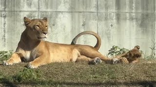 番外編 オモチャより楽しい！シルクママの尻尾に夢中な仔ライオン