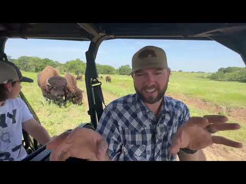 I Had To Shoot The Bison...