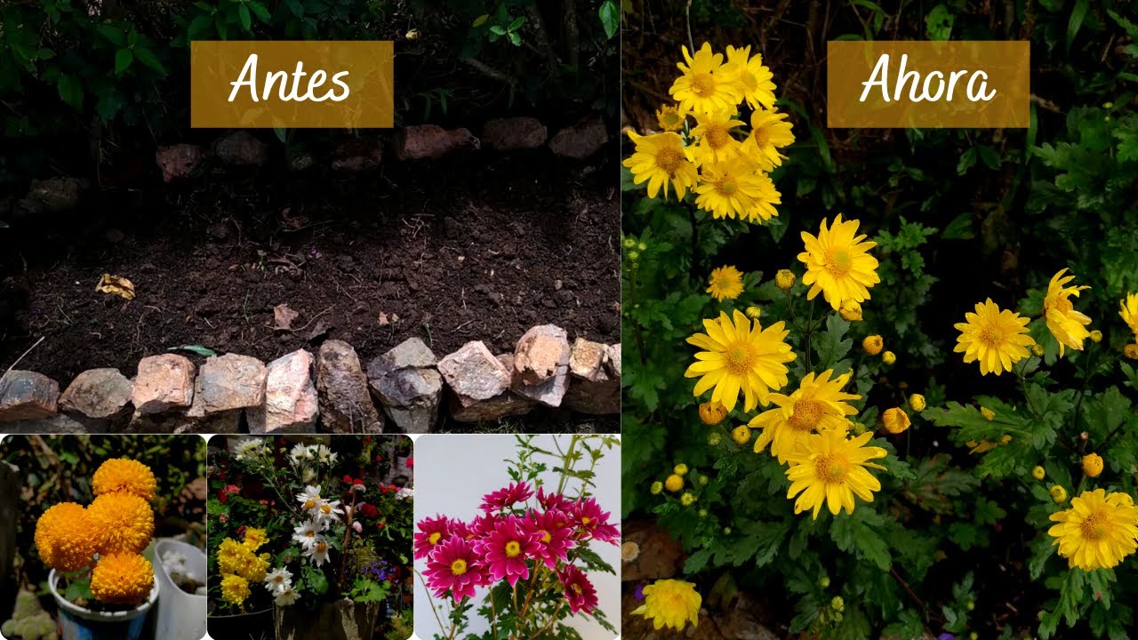 Cuidado de Crisantemos +Trasplante y te muestro un  proyecto que tengo en el jardín | Jardín Diaz