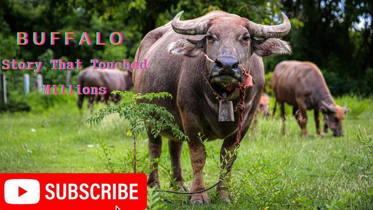Buffalo Story That Touched Millions
