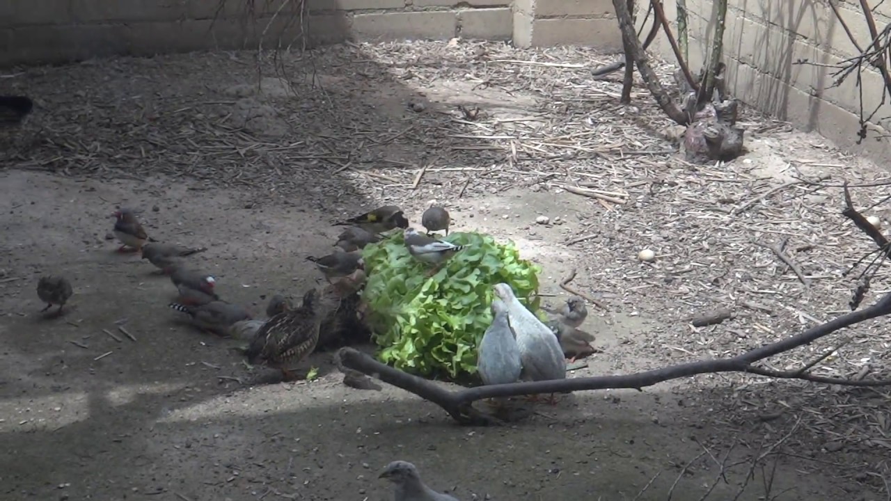 birds eating lettuce YouTube