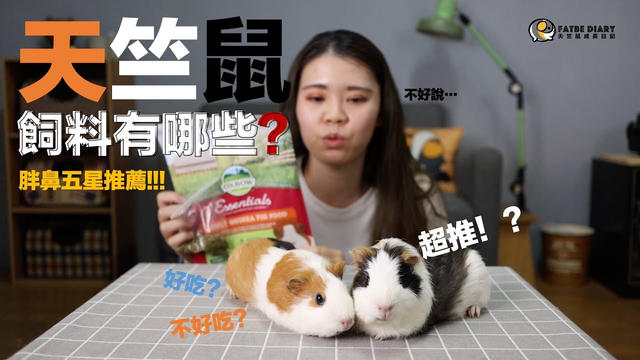 【Fatbe Diary】天竺鼠不吃買來的飼料？推薦飼料有哪些呢？？胖胖鼻鼻評鑑大師 Guinea Pigs can eat food