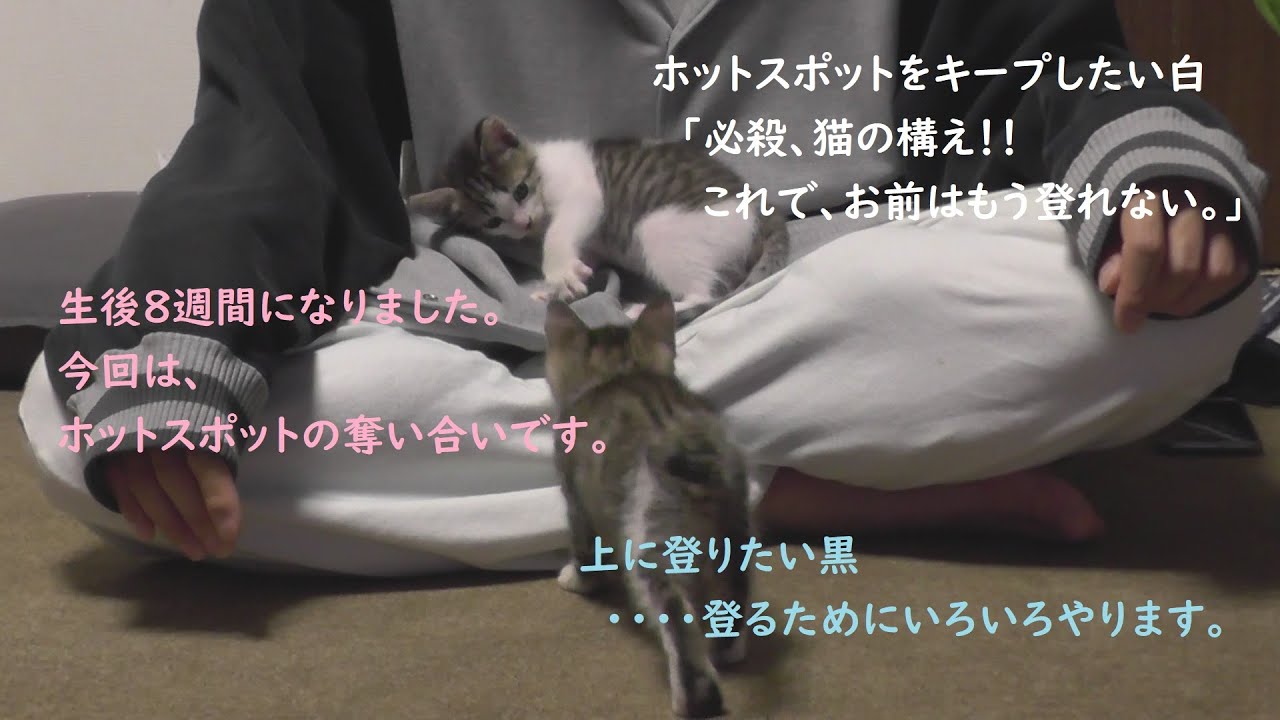 パパのホットスポットを奪い合う かわいい子猫 癒しの猫５ 生後８週間 Genkifamily Youtube