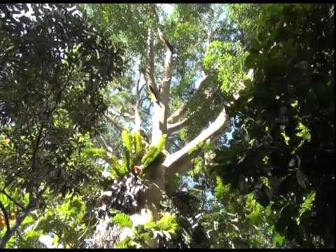 Community Carbon - The Village Forest of Bujang Raba - YouTube