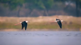 video Birds Of The World 4K - Scenic Wildlife Film With Calming Music !! #nature #birds #beautiful