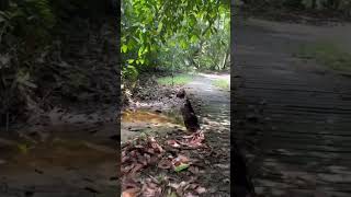Wildly disappointing lack of wildlife. #Travel #travelbloggers #Malaysia #sepilok