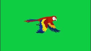 Green Screen Burung Beo Merah Biru Terbang [ Loop Free ] Relaksasikan