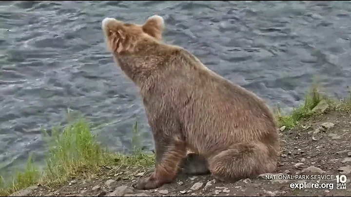 306 Waits Patiently - July 15, 2022 (explore.org)