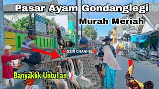 Download lagu Membawa 10 Ekor Ayam Untulan Harga 160 Ribu, Ayam Walek , Ayam Kampung di Pasar Ayam Gondanglegi 