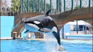 Orca Encounter (Full Show) - SeaWorld Orlando - April 14, 2026
