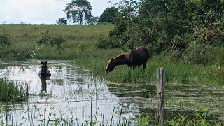 Cavalos Banhando No Rio Na Fazenda