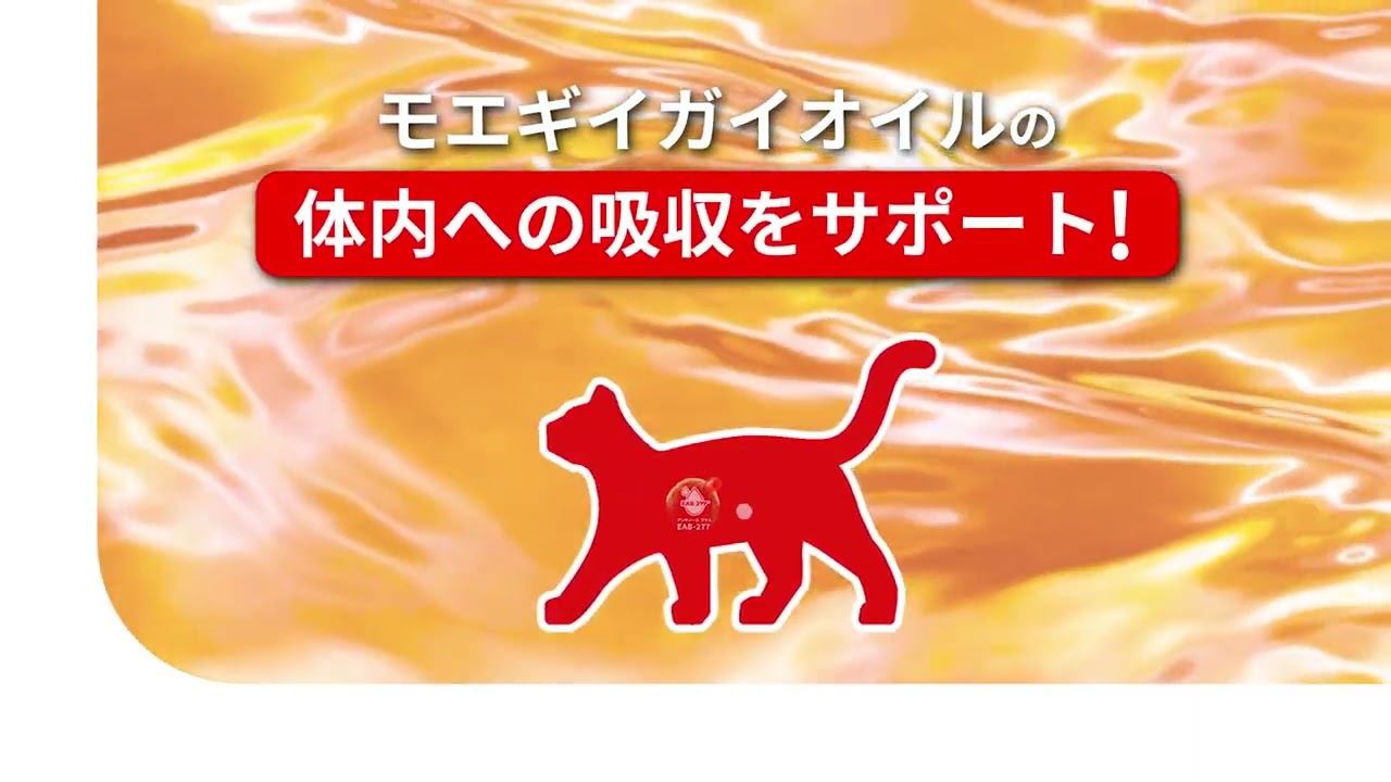 アンチノール® プラス 猫 CM Wオイル編 15秒 - YouTube