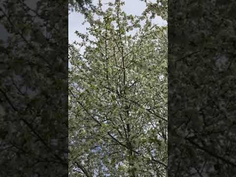 Busy Buzzing Bees