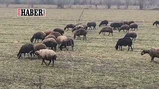 Iğdır’da Bahar Müjdesi: Karlar Eridi, Sürüler Meralara İndi