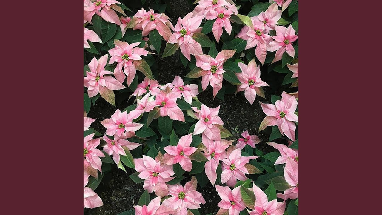 Watch Cutaway on YouTube Watch Cutaway on YouTube