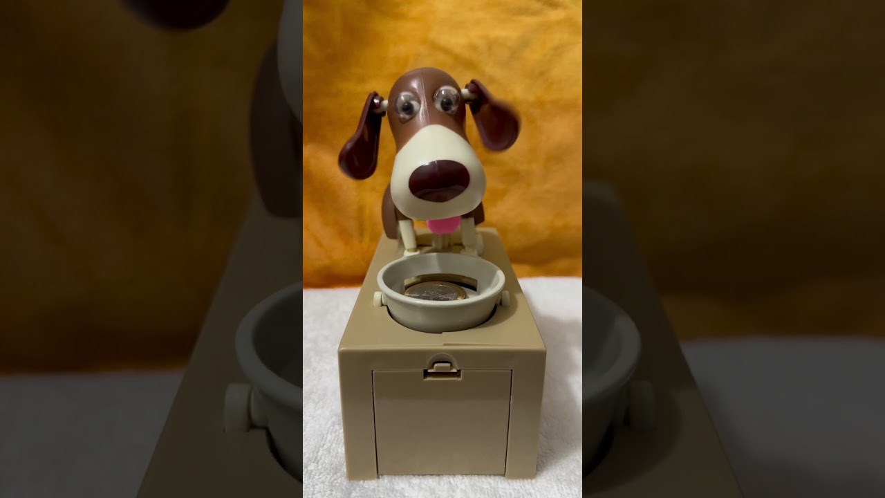 🐶🐕EXTREMELY HIGH MAINTENANCE PET DOG 1011 