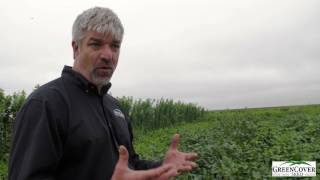 Forage Soybean Cover Crop | Test Plot Summer 2016